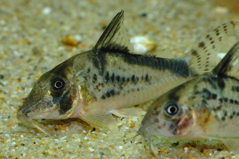 魚類的性別辨認(II)----老鼠魚(Corydoras spp.)