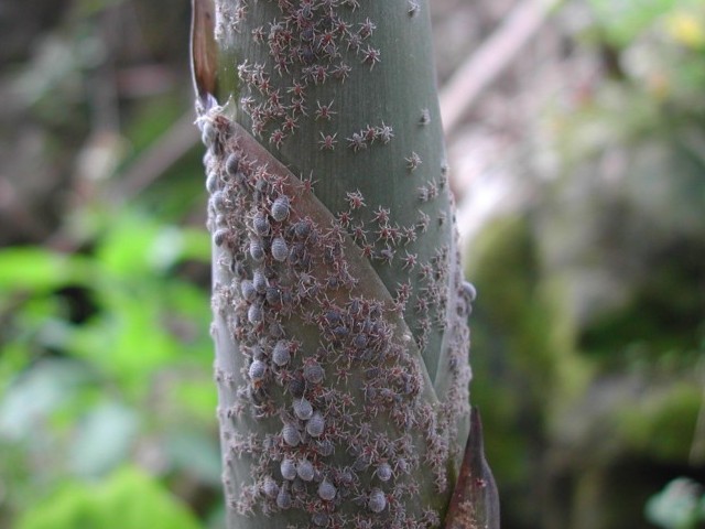 竹莖扁蚜