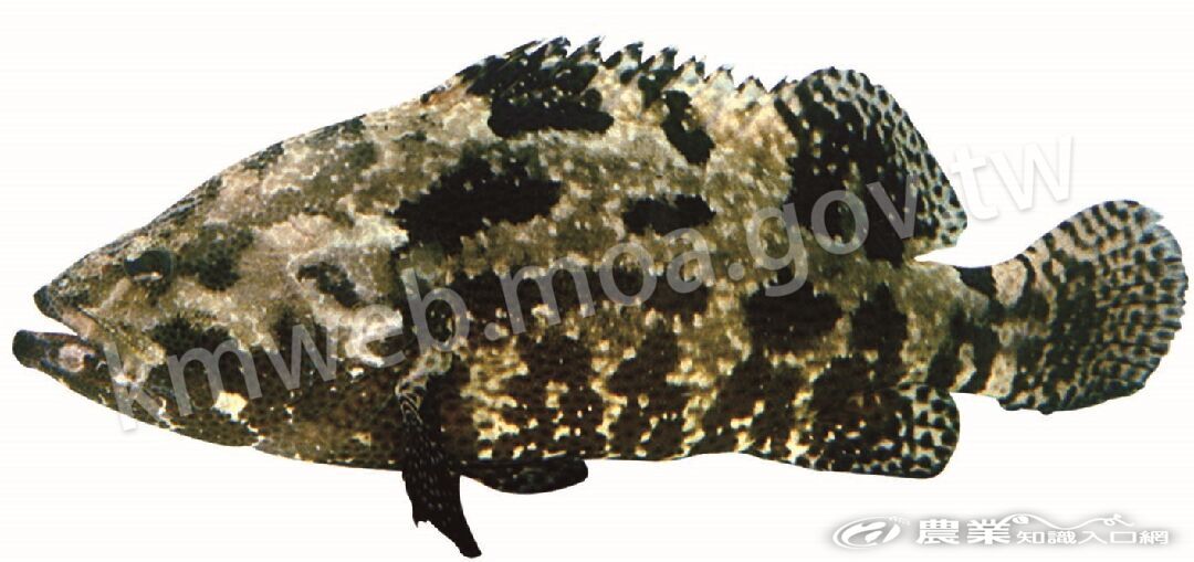 棕點石斑魚
