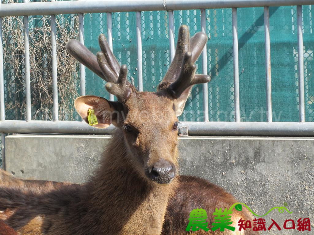 台灣水鹿採茸季節開始了
