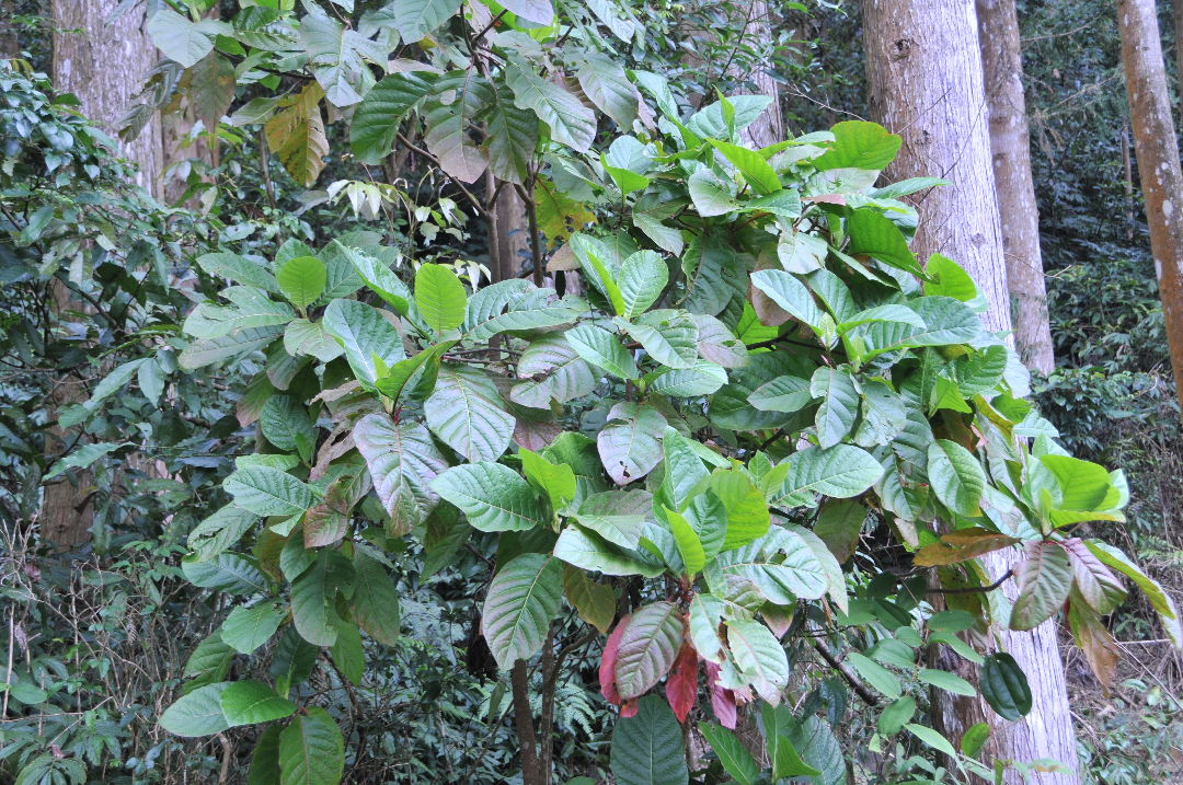 大葉金雞納樹Cinchona pubescens