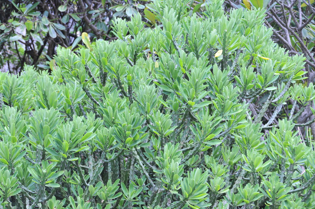 金剛纂 Euphorbia neriifolia 大戟科