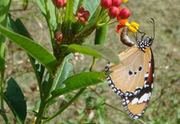 樺斑蝶