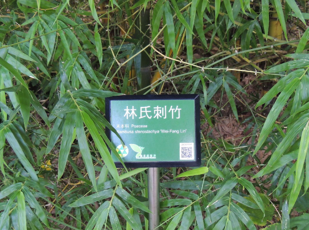 林氏刺竹  Bambusa stenostachya cv. 'Wei-Fang Lin'