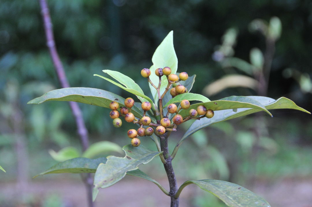九節木Psychotria rubra