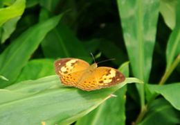 臺灣黃斑弄蝶