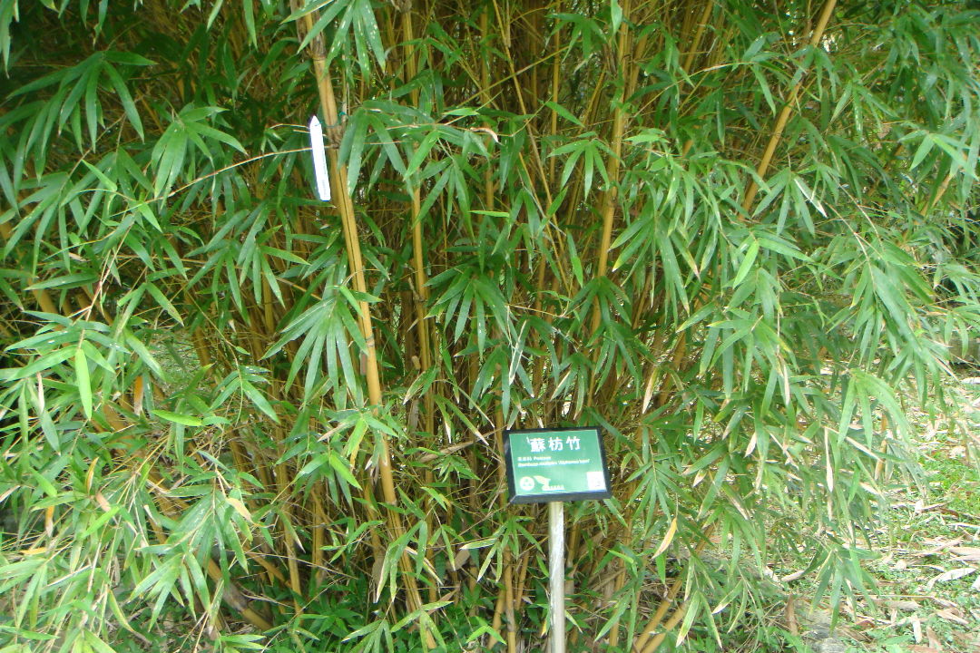 蘇枋竹 Bambusa multiplex cv. 'Alphonso karri'