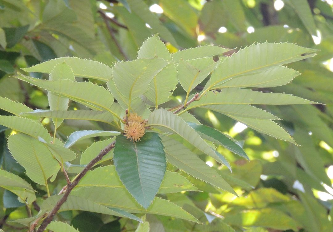 栓皮櫟Quercus variabilis 殼斗科