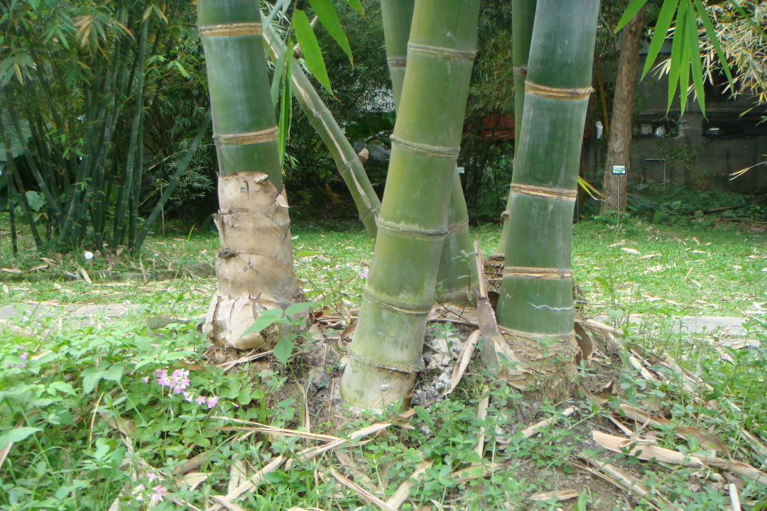 巨竹 Dendrocalamus giganteus 