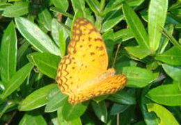 紅擬豹斑蝶