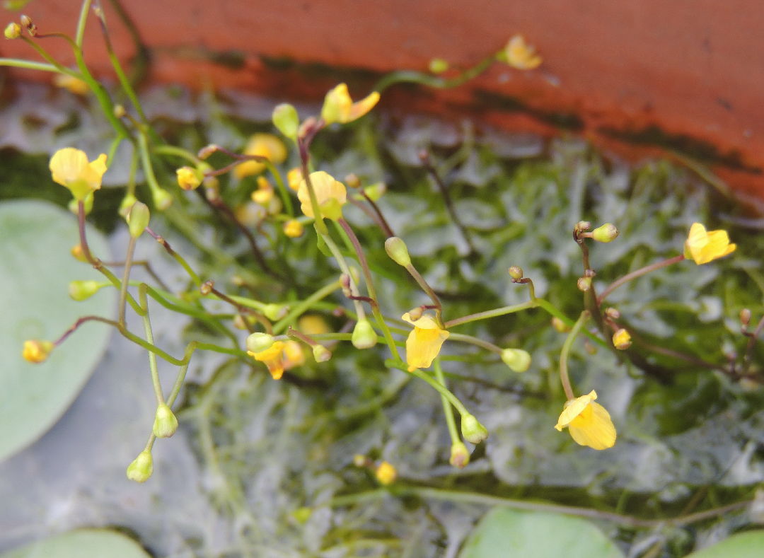 狸藻Utricularia 狸藻科
