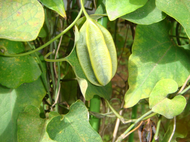 馬兜鈴 Aristolochia spp. 馬兜鈴科