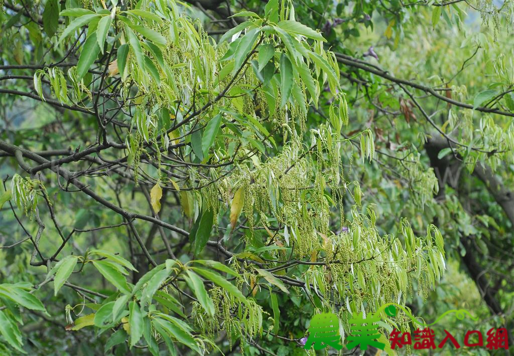 青剛櫟的花序