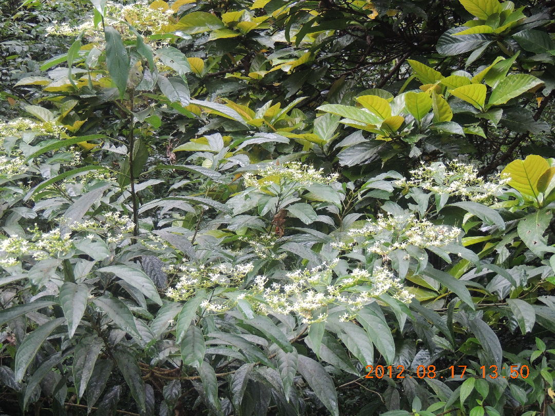 大青Clerodendrum cyrtophyllum var. cyrtophyllum馬鞭草科