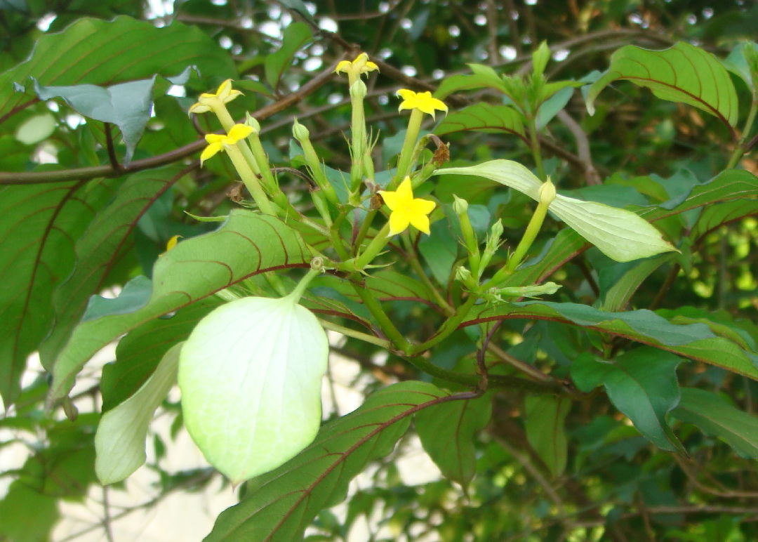 玉葉金花Mussaenda parviflora 
