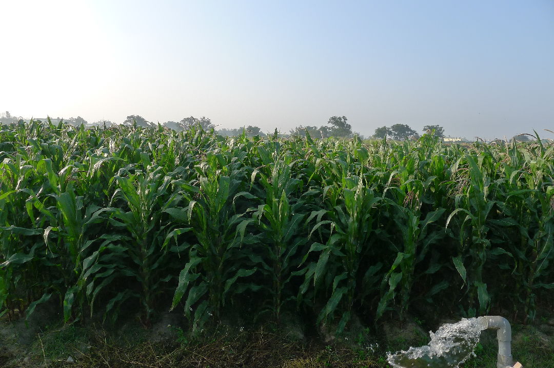 國內青割玉米生產概況