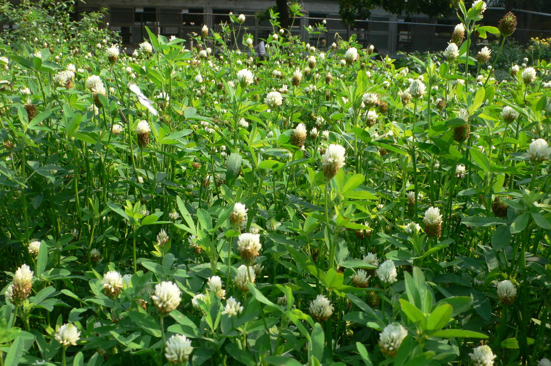 埃及三葉草在台灣的栽培生產情形