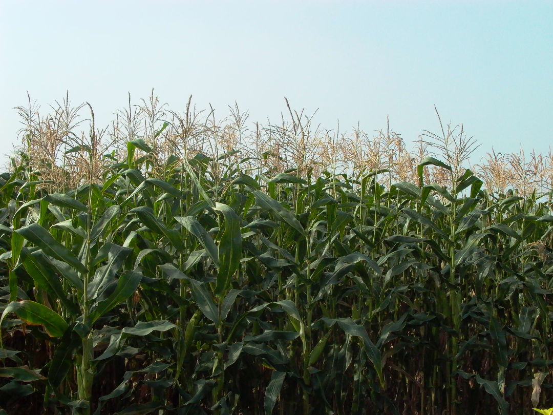青割玉米的植體化學成分及營養價值