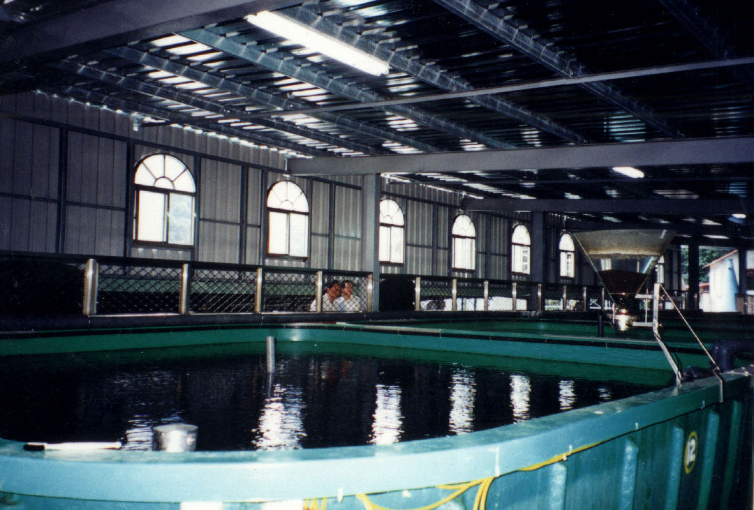 養殖現場直擊-室內自動化超集約養鰻系統