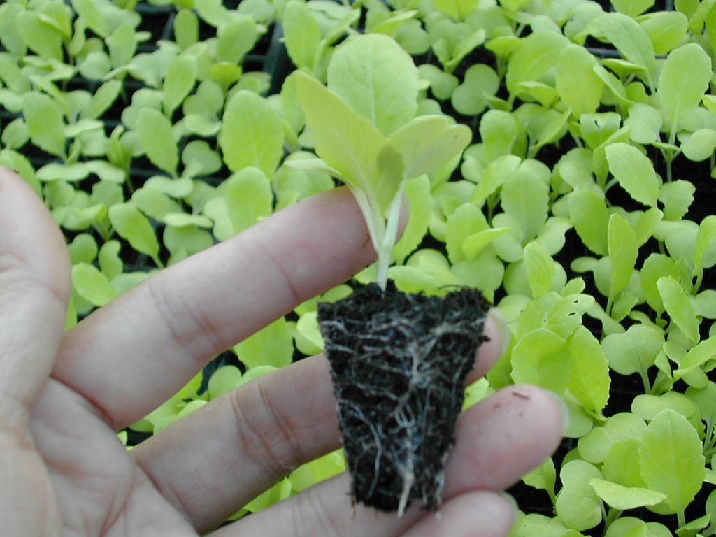 小白菜穴盤幼苗施肥方法