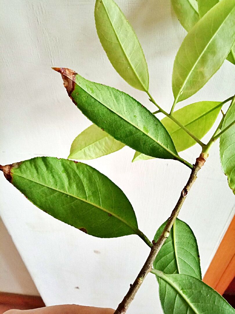 [喬木]嫩葉搓揉後有茶香，是山茶科植物嗎?