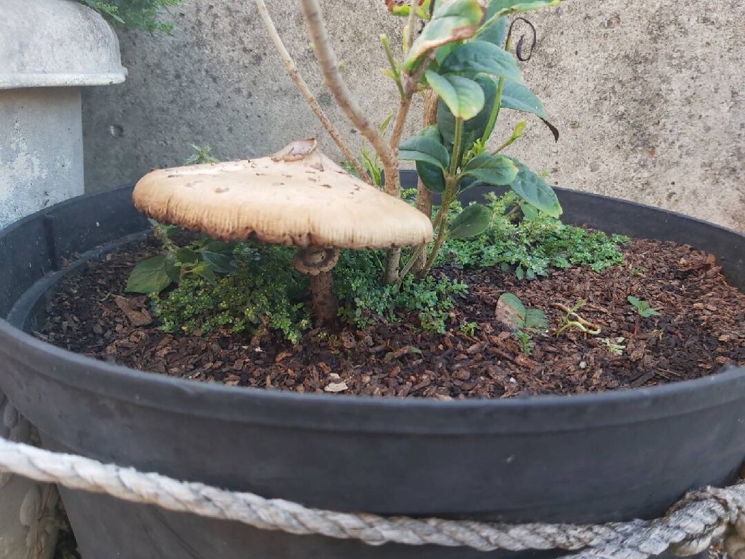 盆栽裡長出了菇，請問這是什麼？
