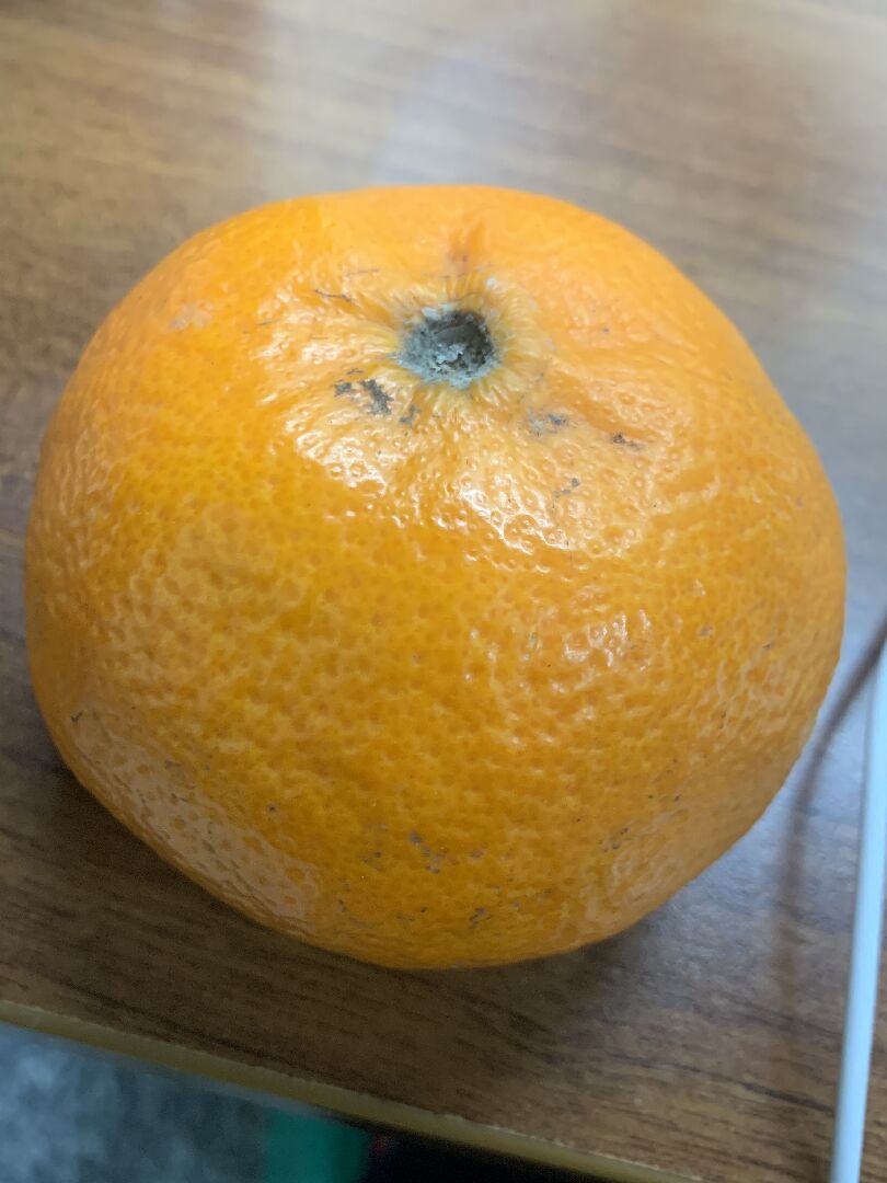 請問橘子變成這樣還能吃嗎？