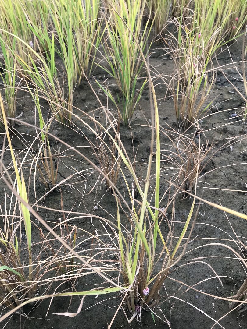 水稻沒有結穗、植株矮黃