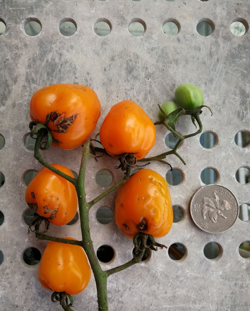 橙蜜茄的大小