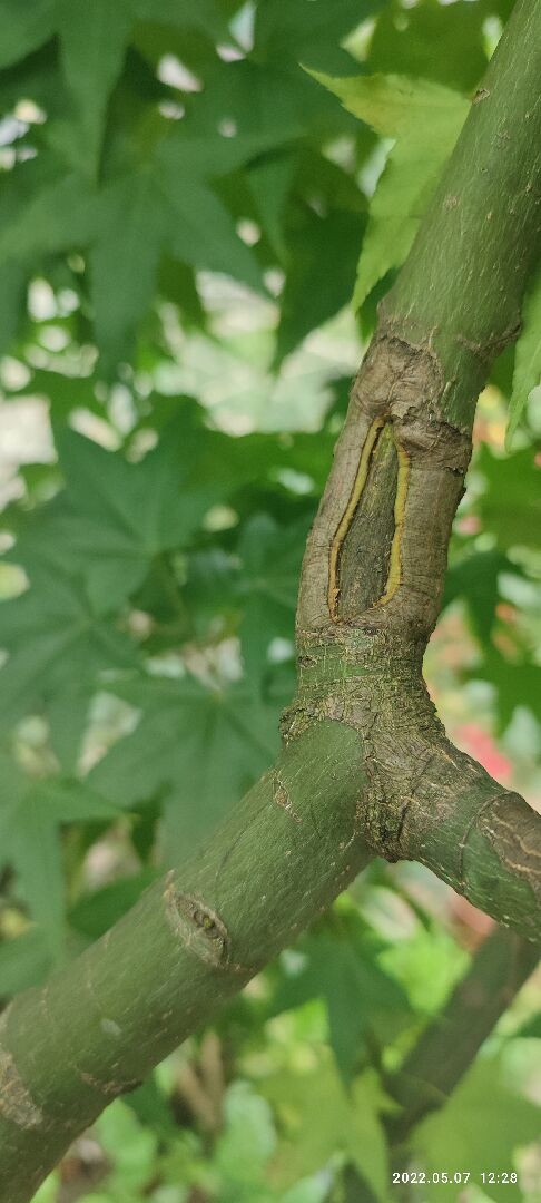 清楓的枝幹相接處，發現疑似被蟲咬的痕跡，請教是蟲咬或是病變?