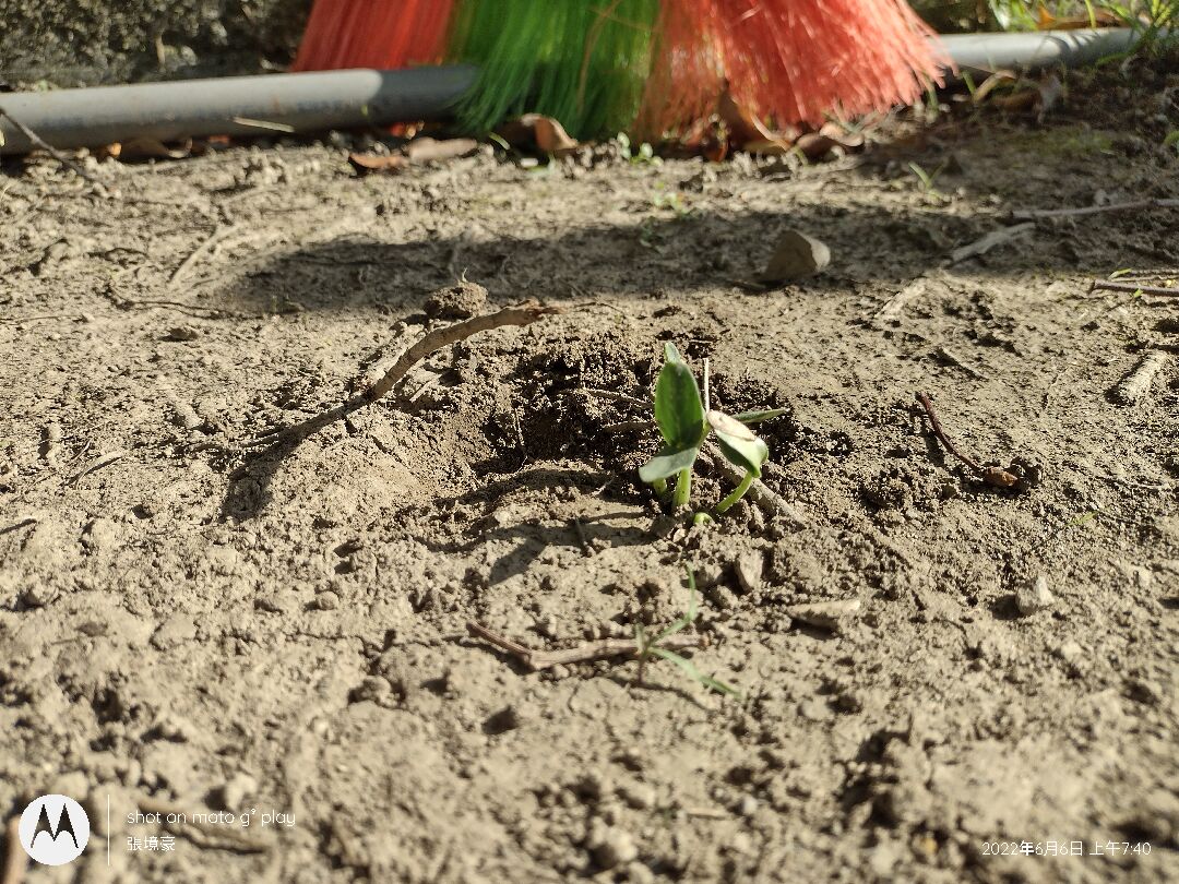 很乾枯的土壤，哈密瓜種子居然活下來了？旁有冷氣排水管 