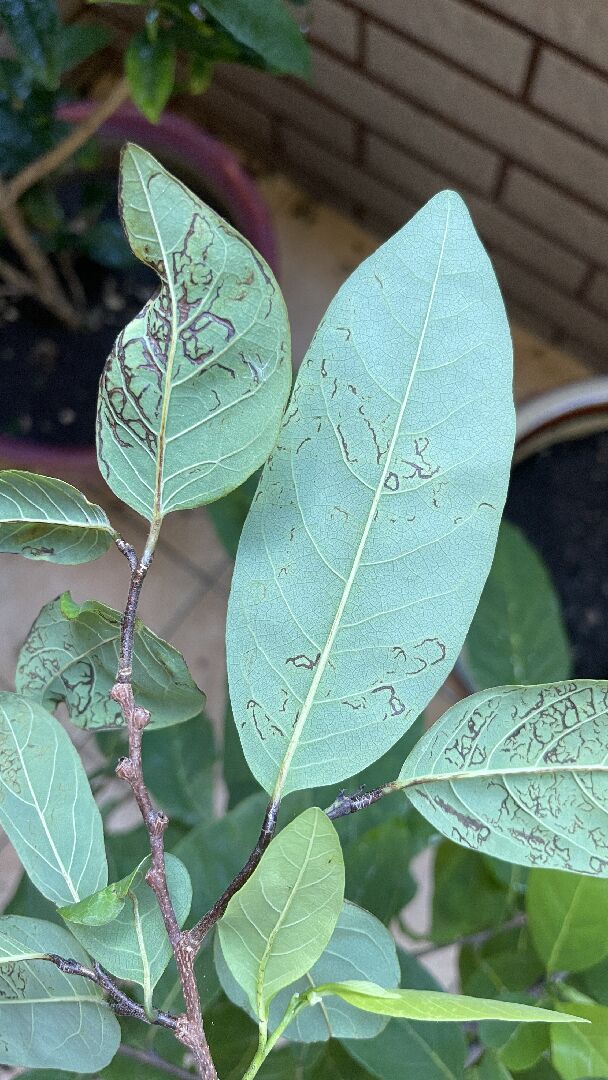 釋迦 樹苗的葉子背面有咖啡色斑紋