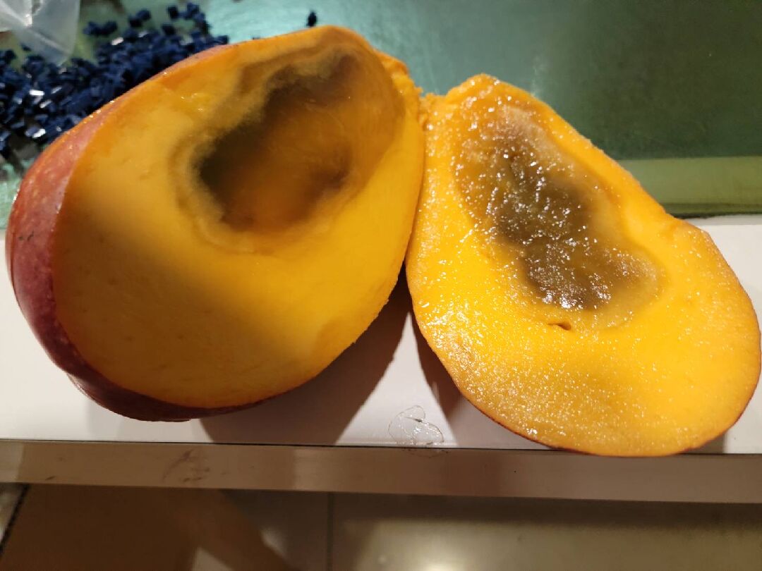 玉文芒果外觀漂亮，但切開裡面果肉部分黑，不曉得是得什麼病嗎？