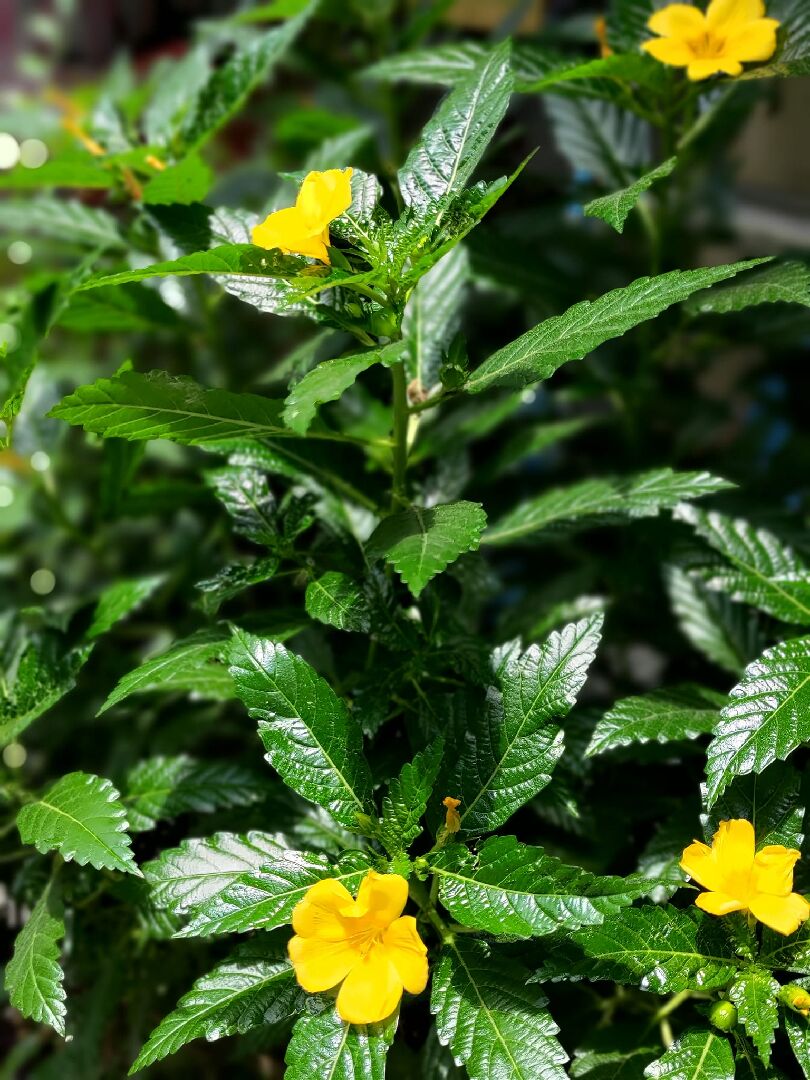 請問這種植物是金午時花嗎?或是其他?是藥用植物嗎?