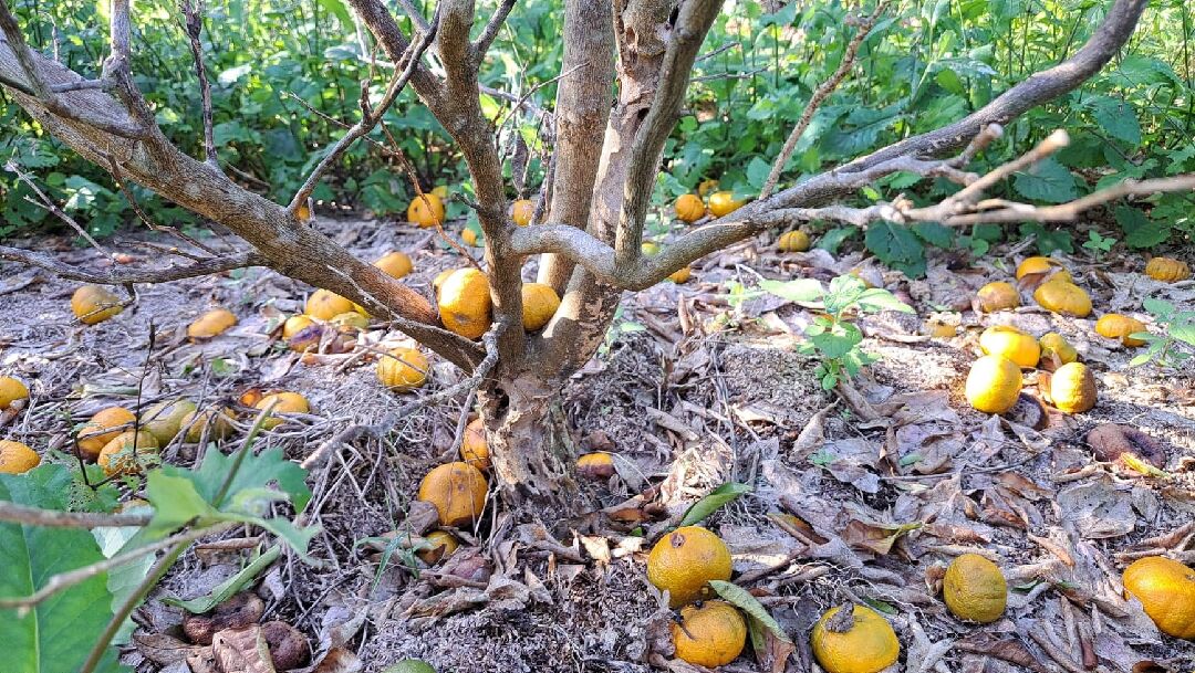 關於柑橘種植