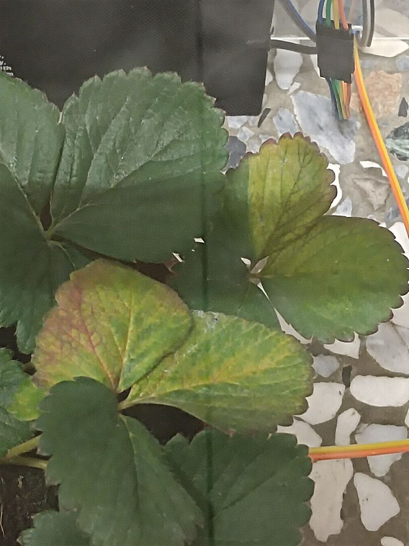 草莓部分的葉子發黃