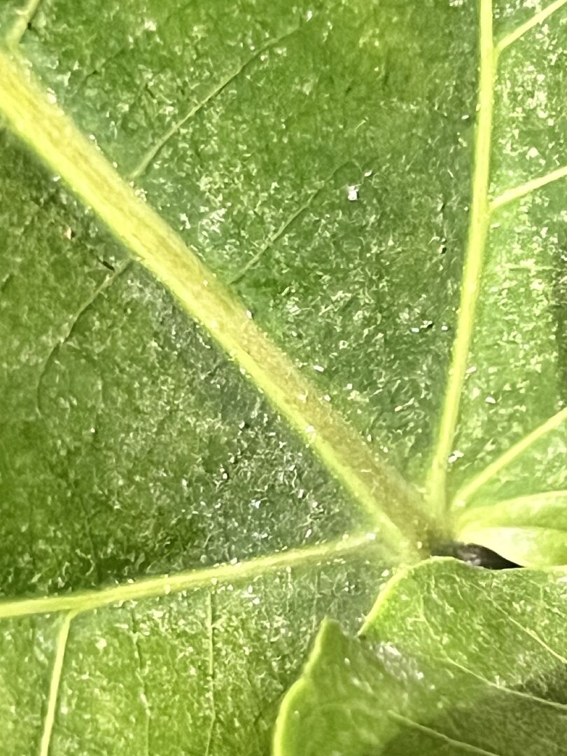 琴葉榕出現好多肉眼不易察覺的小黑點和白色的類蜘蛛網