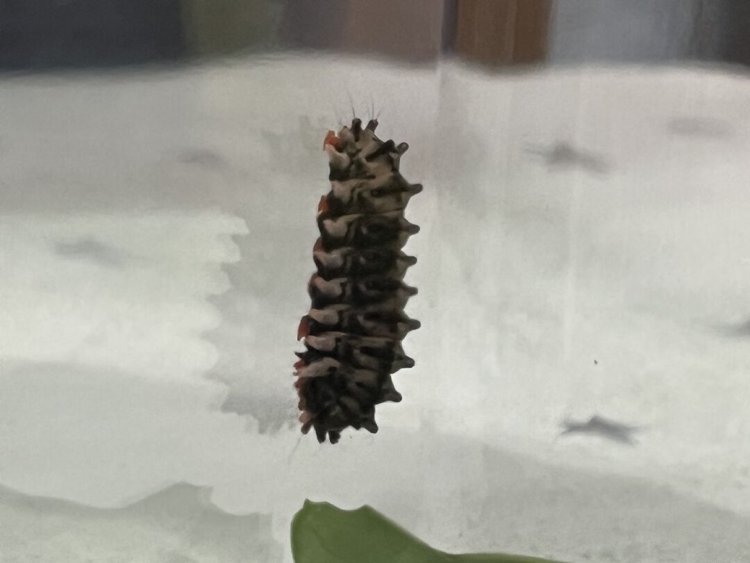 這毛毛蟲是蝴蝶的幼蟲嗎？哪種蝴蝶？
