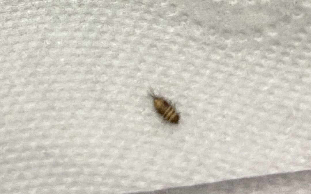 請問這是什麼蟲，在床上發現的