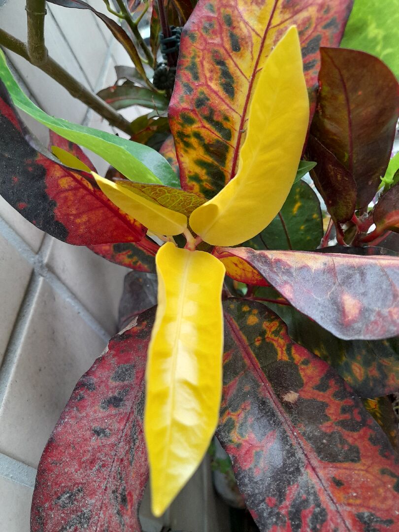 為什麼我的變葉木葉片會變全黃？