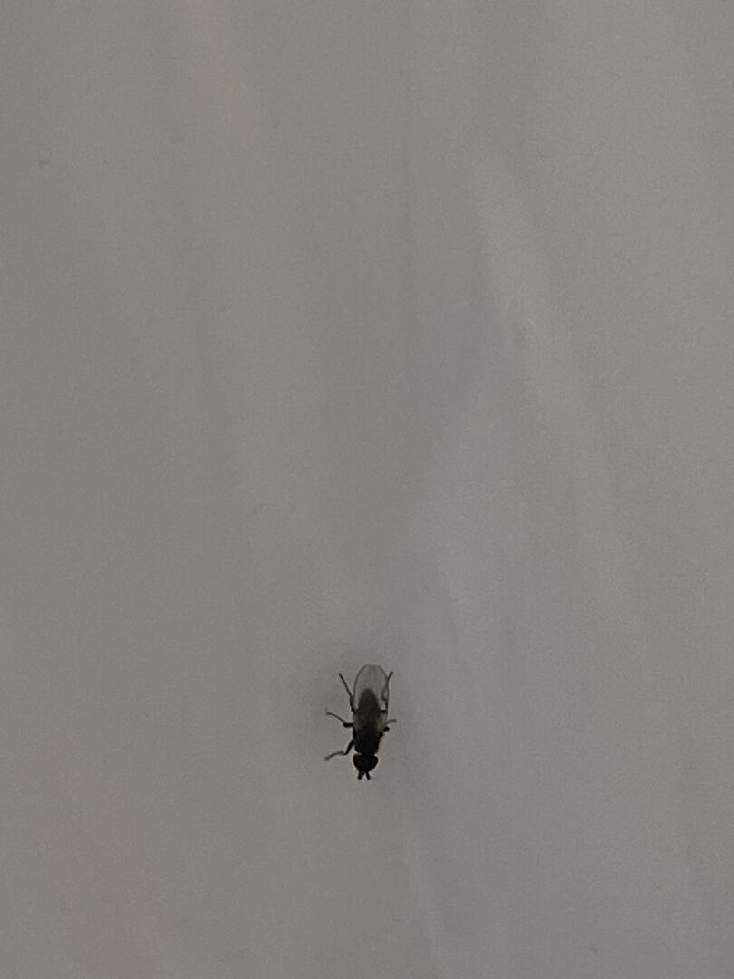 浴室不斷出現的昆蟲