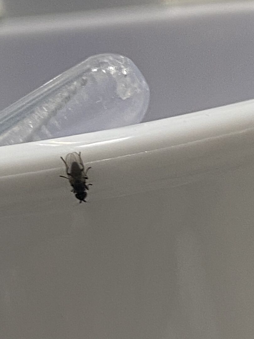 浴室不斷出現的昆蟲