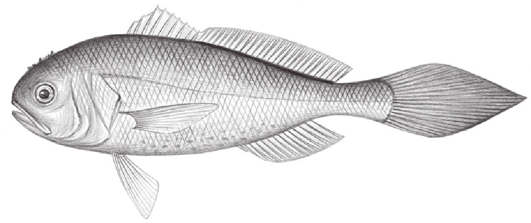 棘頭梅童魚手繪稿