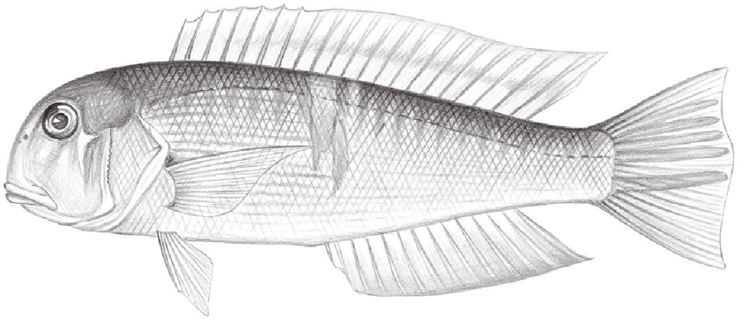 日本馬頭魚手繪稿