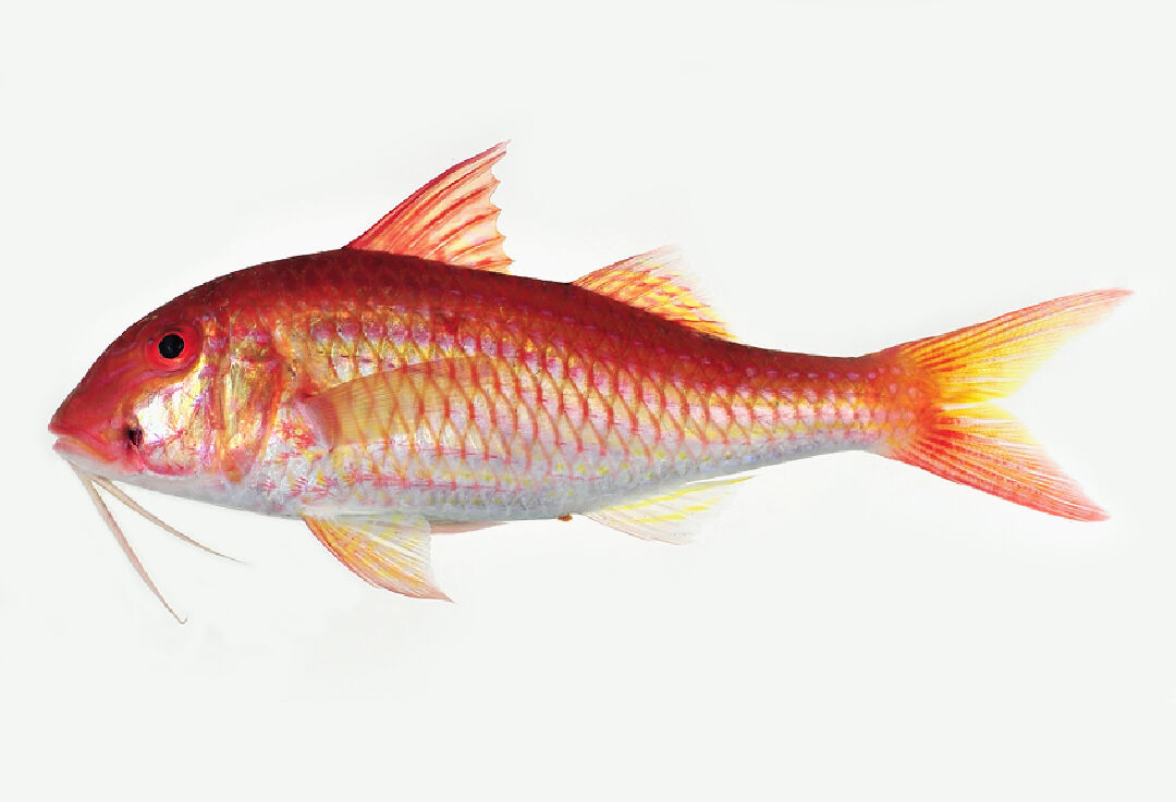 紅點海鯡鯉