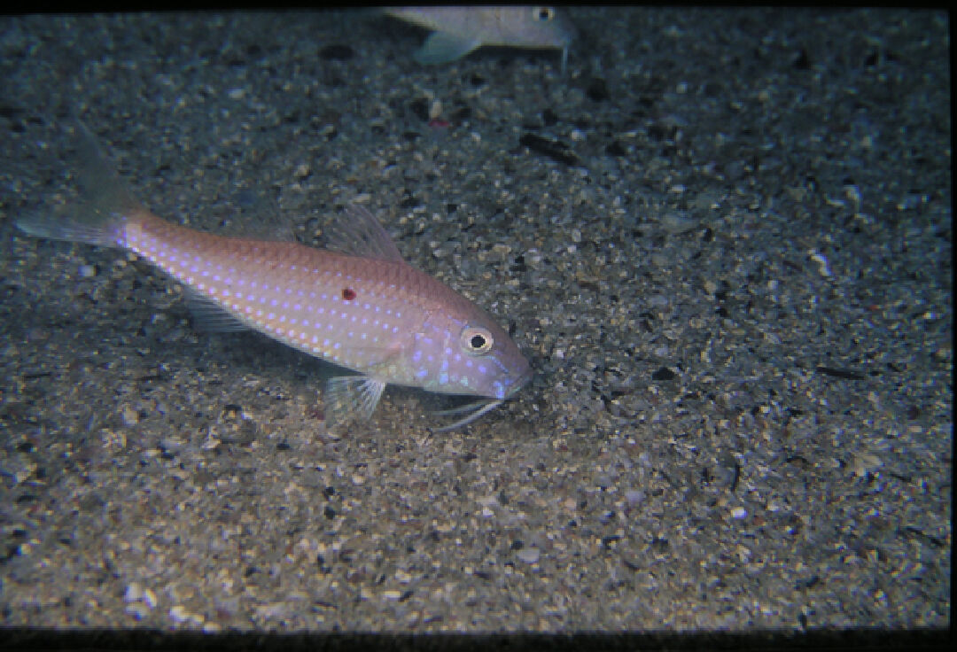 紅點海鯡鯉