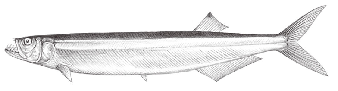 寶刀魚