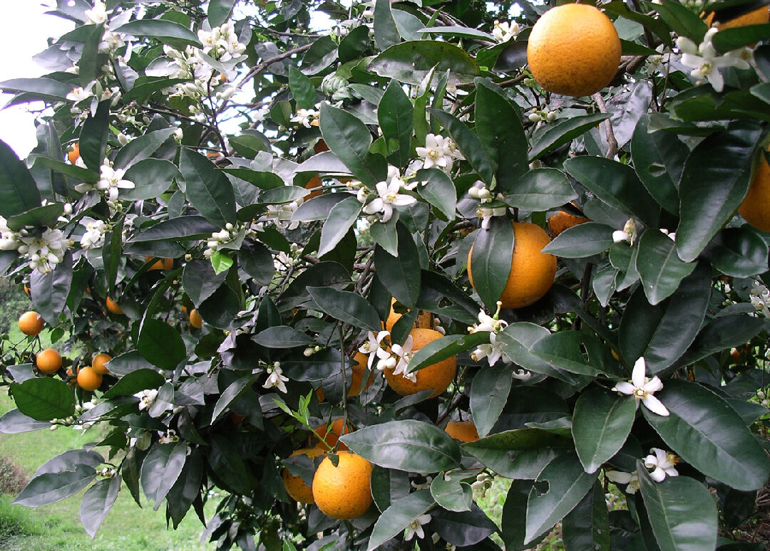 晚崙西亞橙熟悉期花果並存