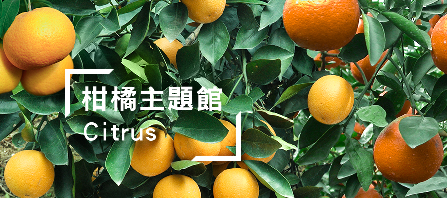 柑橘banner