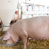 維持畜舍通風系統良好運作有助於防止豬隻產生熱緊迫反應